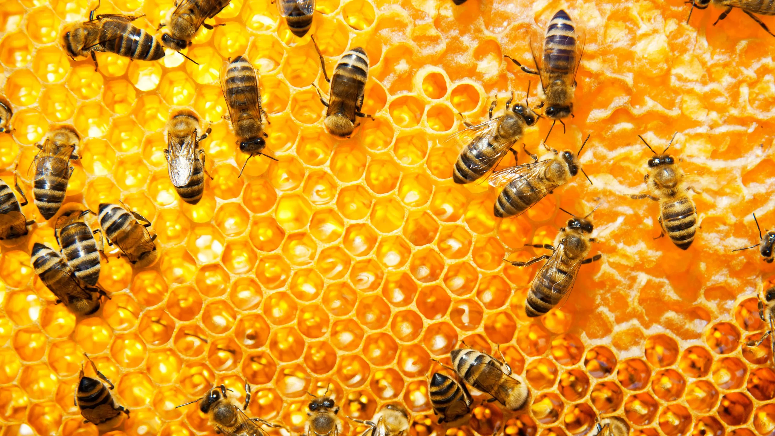 Ruche & Abeilles Abeilles
